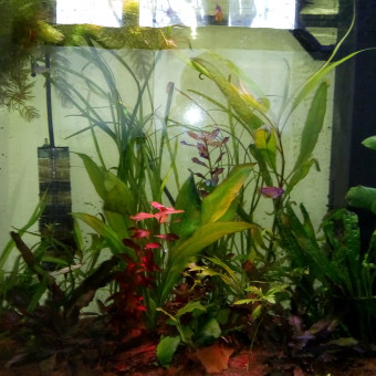 aquariophile Fredhorse