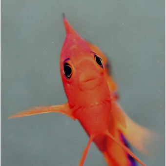aquariophile Ti-Poulet