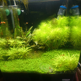 aquariophile Gerinou