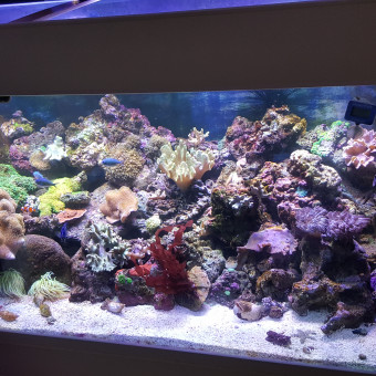 aquariophile Pascalou29