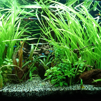 aquariophile ScottRyder21