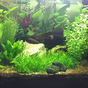 aquariophile Jac13