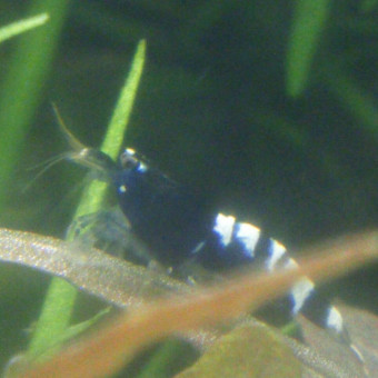 aquariophile Cedragon62