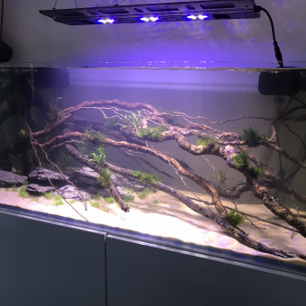 aquariophile Theo31