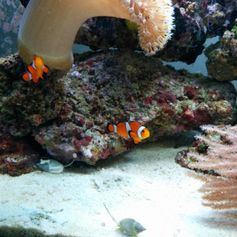 aquariophile Joan-inside