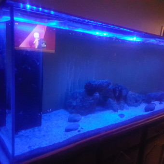 aquariophile Xterminator38