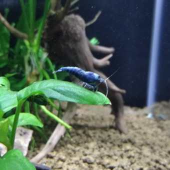 aquariophile Vincent79