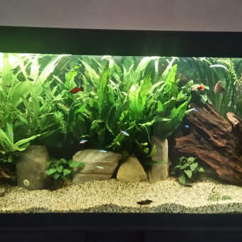 aquariophile Tophi76
