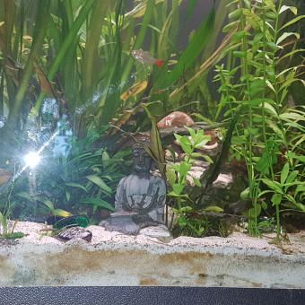 aquariophile Guppy