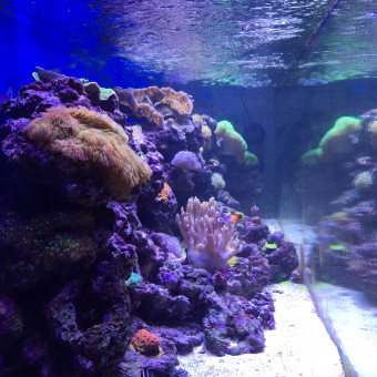 aquariophile Lothbrok