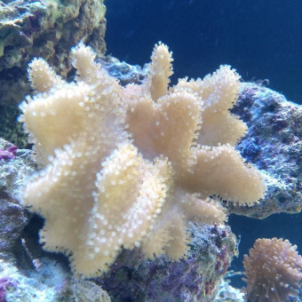 aquariophile largo80