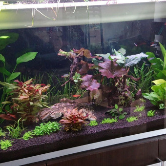 aquariophile Sebastien.rnx