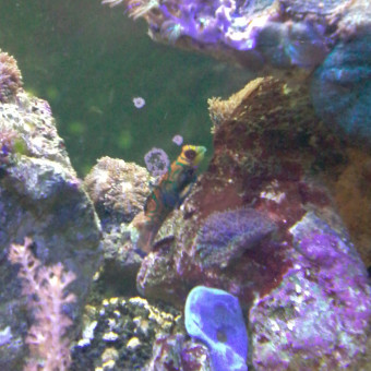 aquariophile titine46