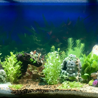 aquariophile Meccario