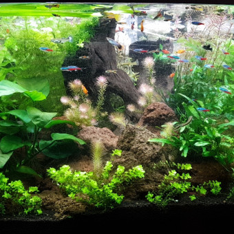 aquariophile Aqua-magic