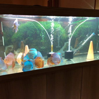 aquariophile YohannBodin79