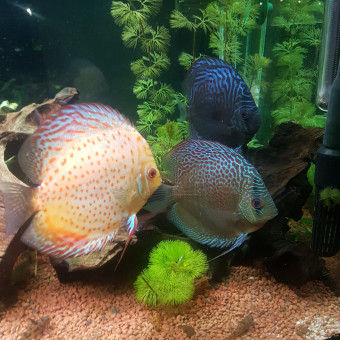 aquariophile Allan76200