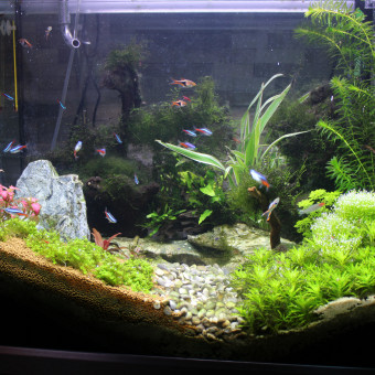 aquariophile Stef357m