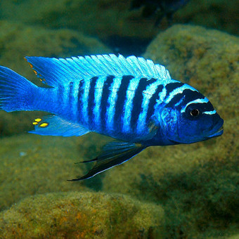 aquariophile dockvega