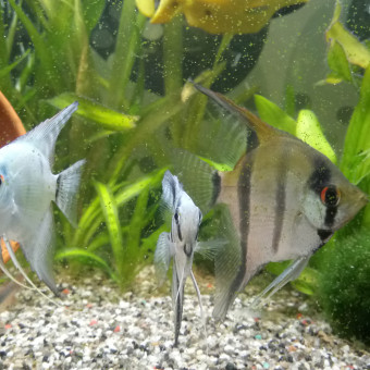 aquariophile Pangazerd