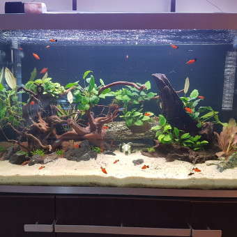 aquariophile Bejanbogdan2003