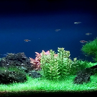 aquariophile nesayem50