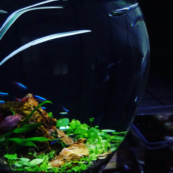 aquariophile Elbetta59