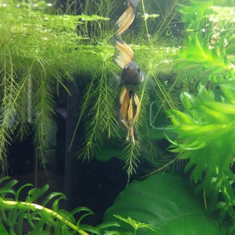 aquariophile Cathy47