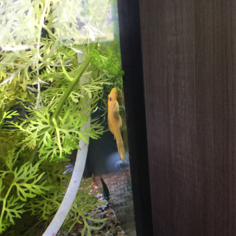 aquariophile ChristopheB