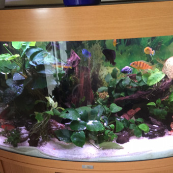 aquariophile Anis85490