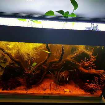 aquariophile Corentin97