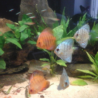 aquariophile Zanclus07