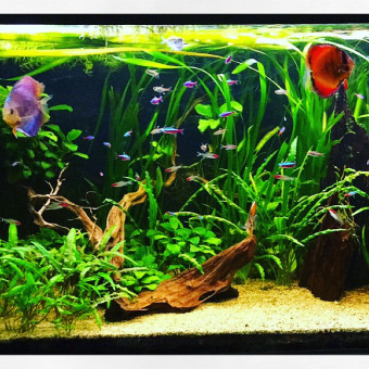 aquariophile Arandon77