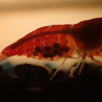 aquariophile LaurentShrimps56