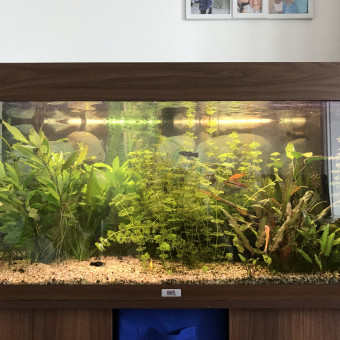 aquariophile Romich0130