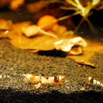 aquariophile VolteFace