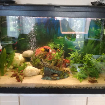 aquariophile Titeuf2008