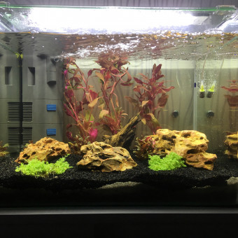 aquariophile French-3D