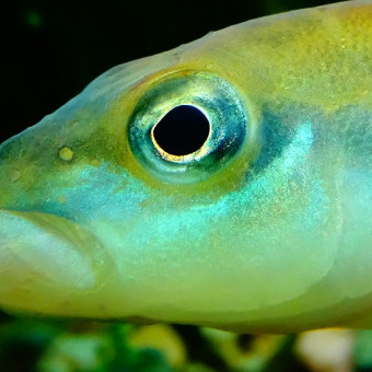 aquariophile CedricLoury