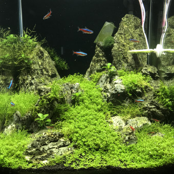 aquariophile Mike1664