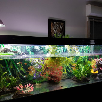 aquariophile Patisserie