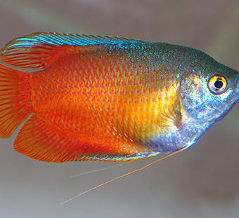 aquariophile domilor88