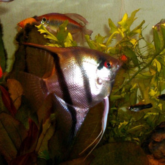 aquariophile ThierryTomas