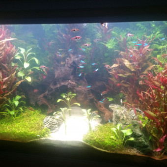 aquariophile Yohan14170