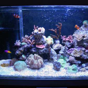 aquariophile SamLePirate