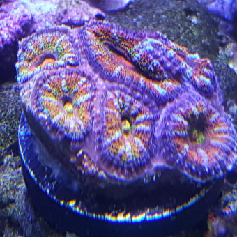 aquariophile Christophe69