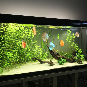 aquariophile Destroy-fishing