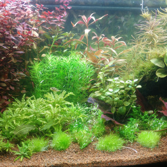 aquariophile guillaume-bouche