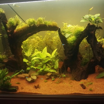 aquariophile Langlois