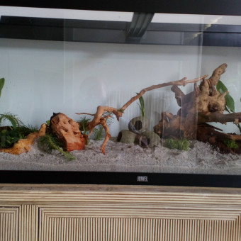 aquariophile DavidDav